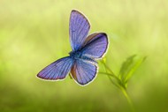 停歇在杂草上的蓝色蝴蝶精美图片