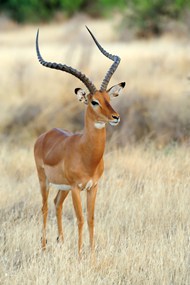 野生非洲大羚羊写真高清图片