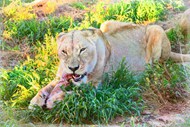 趴在草丛中的非洲母狮子精美图片