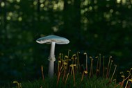 野生光盘真菌蘑菇写真精美图片