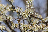 春天梨树白色梨花竞相开放图片下载