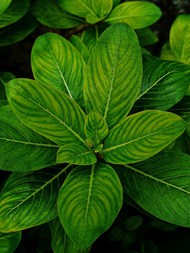 绿色葱郁植物叶子写真精美图片