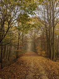 秋季树林树叶凋落景象精美图片