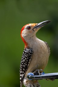 野生棕腹啄木鸟写真图片
