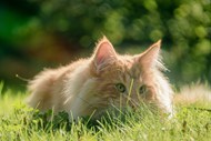 趴在草地上晒太阳的萌宠小猫精美图片