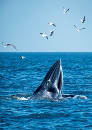 蓝色海洋布氏鲸海鸥写真图片下载