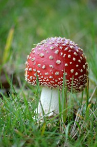 绿色草地野生蛤蟆菌蘑菇写真图片下载