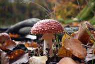 秋天红色野生蘑菇写真图片