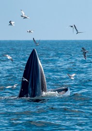 蓝色大海海平面鲸鱼海鸥写真图片