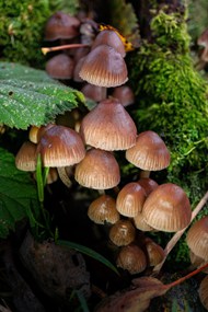 地面青苔野生蘑菇群写真图片