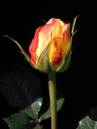 含苞待放泰国玫瑰写真高清图片