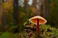 野生光盘蘑菇写真精美图片