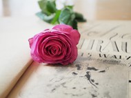 音乐乐谱和玫红色玫瑰花枝精美图片