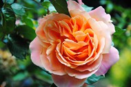 橙色香水玫瑰花写真高清图片