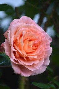 一枝粉色娇艳玫瑰花写真图片下载