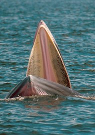 海面张开嘴巴的鲸鱼写真图片下载