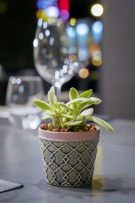 餐桌绿色盆栽植物写真图片下载