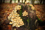 秋天树桩上的野蘑菇群写真图片下载