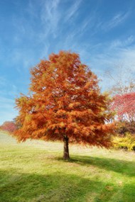 秋天蓝天草地红色胡杨树写真图片大全