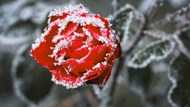 雪中玫瑰花微距特写写真精美图片