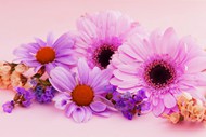 唯美小清新粉色非洲菊写真精美图片