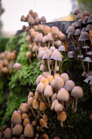 野生菌丝体蘑菇群写真图片大全