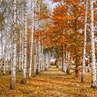 秋季白色桦树林风景写真图片下载