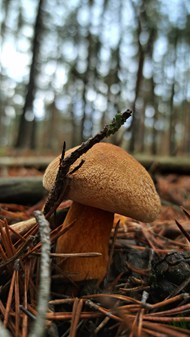 树林地面野生牛肝菌真菌蘑菇写真图片下载