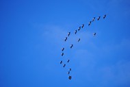 蓝色天空迁徙的候鸟图片大全