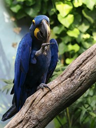 蓝色金刚鹦鹉写真图片
