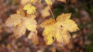秋天枯黄的梧桐叶写真图片下载