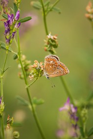 停歇在野花上的豹纹蝶写真图片下载