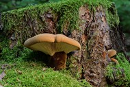 长在树桩上的光盘真菌蘑菇图片大全