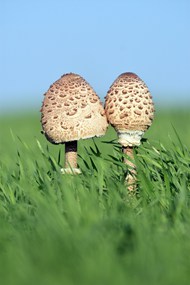 绿色草地野生真菌蘑菇写真图片下载