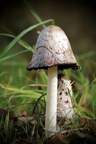秋天墨汁鬼伞蘑菇写真高清图片