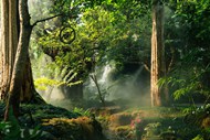 绿色热带树林植物写真图片下载