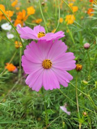 长在草丛间的粉色波斯菊精美图片