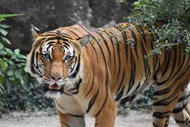野生马来西亚虎写真精美图片