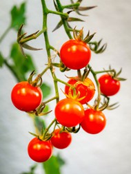 挂在枝头的红色樱桃西红柿高清图片