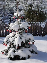 冬天雪地圣诞树装扮写真精美图片