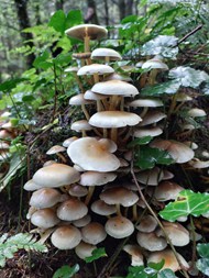秋天森林树干蘑菇群写真精美图片