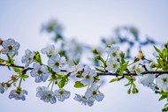 春天白色花枝鲜花写真高清图片
