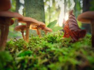 绿色草地树林牛肝菌蘑菇写真精美图片