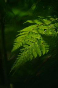 唯美小清新绿色蕨类植物写真精美图片
