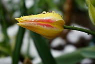 雨后含苞待放黄色郁金香花苞图片