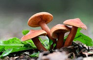 秋天抱团生长的蘑菇群写真高清图片