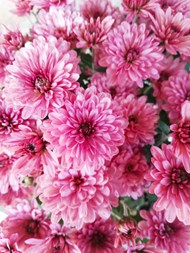 微距特写盛开的粉色菊花写真图片