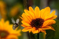 小蜜蜂在向日葵旁边飞舞图片下载