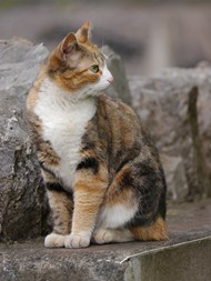 站在石头上的可爱挪威森林猫精美图片