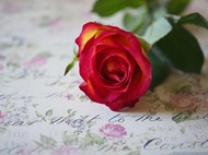 一枝妖艳红色玫瑰花写真高清图片